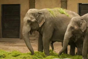 Adult Asian elephants enjoying fresh grass indoors at a zoo. jigsaw puzzle