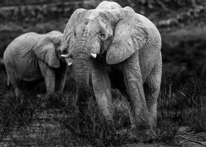 Black and white photo of African elephants roaming the wild landscape of Khomas Region, Namibia. jigsaw puzzle