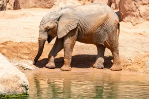 A juvenile African elephant stands beside a serene lakeshore, captured in vivid detail. jigsaw puzzle