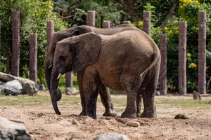 Pair of African elephants at Dubai Wildlife Park. Captured enjoying nature. jigsaw puzzle