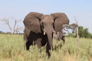 Close-up of African elephants in their natural habitat on a sunny day. jigsaw puzzle
