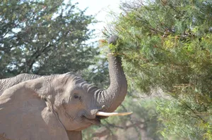 Closeup of an African elephant using its trunk to eat leaves from a tree in the wild. jigsaw puzzle