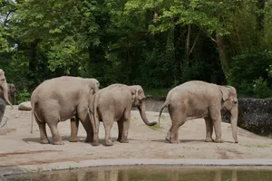 Asian elephants walking in Hamburg zoo surrounded by lush greenery. jigsaw puzzle