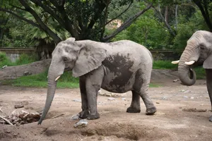 Two African elephants roam their naturalistic zoo habitat in Jalisco, Mexico. jigsaw puzzle