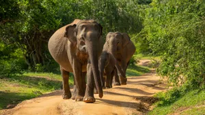 A family of Asian elephants walking along a dirt road in a lush green safari setting. jigsaw puzzle