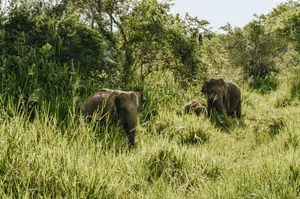 Three Asian elephants roam amidst lush green grass and trees, embodying wildlife's essence. jigsaw puzzle