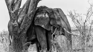 A detailed monochrome shot of a wild African elephant standing by a tree in its natural habitat. jigsaw puzzle