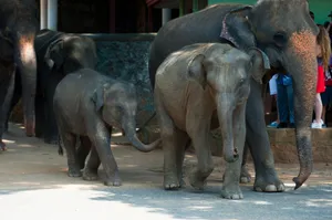 Asian elephants walking together in Rambukkana, Sri Lanka, showcasing wildlife in a natural setting. jigsaw puzzle