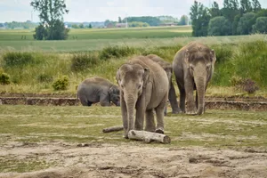 A group of Asian elephants grazing in an outdoor field, creating a serene nature scene. jigsaw puzzle