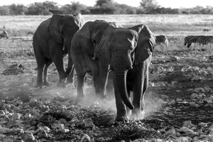 Black and white photo of African elephants and zebras in the Namibian savannah, depicting wildlife diversity. jigsaw puzzle