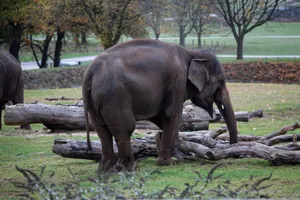 Asian elephants roaming in a grassy park with trees and logs around. jigsaw puzzle
