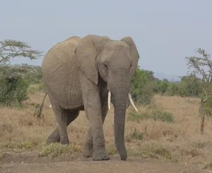 An African elephant roaming the savanna in Nanyuki, Kenya. jigsaw puzzle