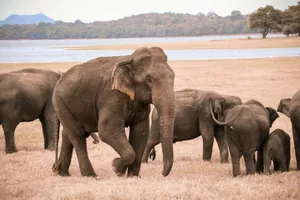 Asian elephant herd grazes near a serene Sri Lankan lake, showcasing nature's beauty. jigsaw puzzle
