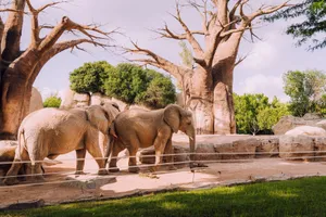 Two African elephants roam an enclosed zoo habitat amid lush greenery and large trees. jigsaw puzzle