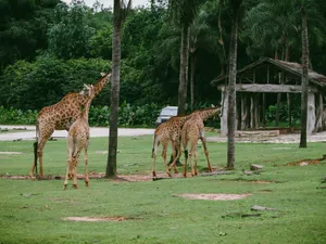 A herd of giraffes in a green, tree-filled zoo area, showcasing their natural habitat. jigsaw puzzle