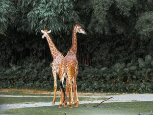 Two giraffes standing against a backdrop of dense green foliage, captured in safari style. jigsaw puzzle