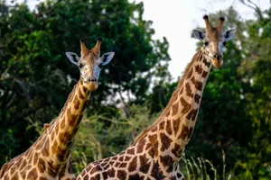 Two giraffes stand in their natural habitat surrounded by lush greenery during daylight. jigsaw puzzle