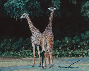 Photograph of two giraffes standing together in a green natural setting. jigsaw puzzle