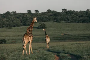 Two giraffes walking gracefully through the African savannah, showcasing wildlife beauty. jigsaw puzzle