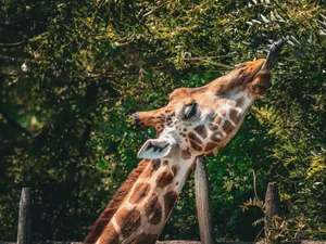 A giraffe reaches up to eat leaves from a tree in its natural habitat, showcasing wildlife behavior. jigsaw puzzle