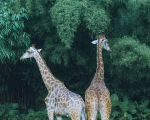 Two giraffes captured in a lush forest environment, showcasing the beauty of wildlife in nature. jigsaw puzzle