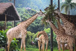 Picturesque view of tall giraffes eating green grass together in lush jungle in bright sunlight jigsaw puzzle