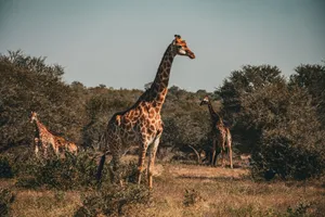 Three giraffes stand amidst African savanna landscape, showcasing wildlife in natural habitat. jigsaw puzzle