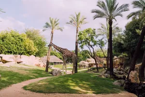Giraffes surrounded by tropical vegetation and palm trees in a serene safari park setting. jigsaw puzzle