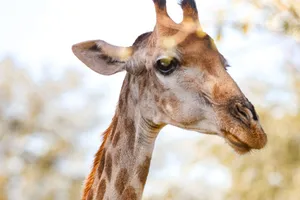 A detailed close-up of a giraffe's face with natural bokeh in the background, showcasing its unique features. jigsaw puzzle