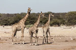 Three giraffes roam the sunlit savanna in Namibia, showcasing wildlife beauty. jigsaw puzzle