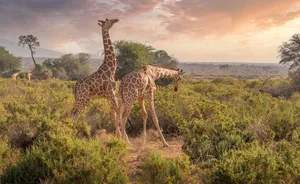 Two giraffes in the Samburu landscape at sunset, displaying their elegance. jigsaw puzzle