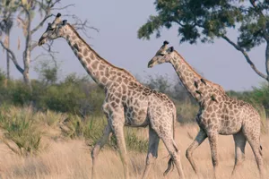 Two giraffes stroll through the African savanna under a clear sky, showcasing their iconic long necks. jigsaw puzzle