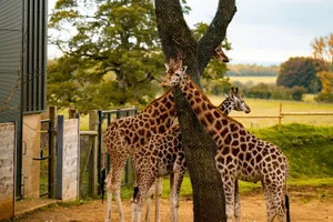 A group of giraffes standing by a tree in an outdoor zoo, surrounded by lush greenery. jigsaw puzzle