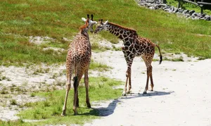Two giraffes stand together on a sunny day in a grassy plain, showcasing their unique patterns. jigsaw puzzle