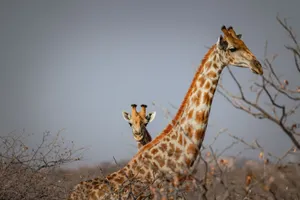 Two giraffes, one adult and one juvenile, in a dry savannah setting, showcasing wildlife. jigsaw puzzle