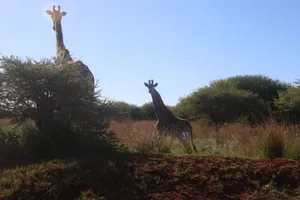 Two giraffes stand gracefully in the sunlit African savannah, showcasing their long necks against a clear sky. jigsaw puzzle