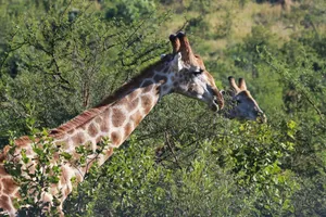 A pair of giraffes browsing through lush foliage in the African savanna. jigsaw puzzle