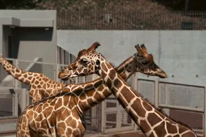 Two giraffes in a zoo exhibit with clear enclosure in Tokyo, Japan. jigsaw puzzle