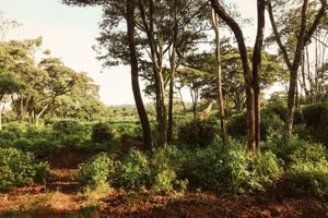 Giraffe blending in lush Nairobi forest scenery. Perfect for nature and wildlife enthusiasts. jigsaw puzzle