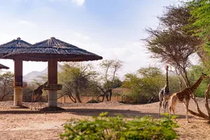 Giraffes roaming freely in a zoo setting with natural surroundings and shade structures. jigsaw puzzle