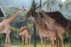 A herd of giraffes feeds on foliage in a lush outdoor environment, captured in their natural elegance. jigsaw puzzle