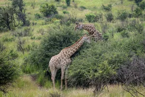 Two giraffes feeding on lush green bushes in the African savannah. jigsaw puzzle
