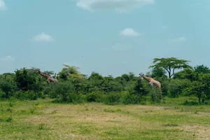 Two giraffes roam the lush green savanna, surrounded by trees and clear skies. jigsaw puzzle