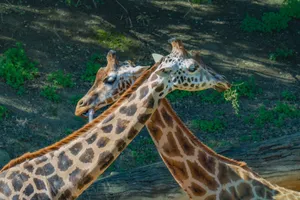 Twin giraffes feeding on greenery in a lush outdoor setting in Valencia's zoo. jigsaw puzzle