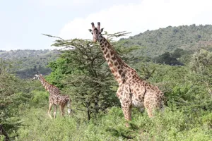 A pair of giraffes roam freely in the lush landscapes of Narok County, Kenya. jigsaw puzzle