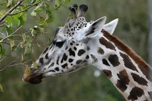 Close-up image of a giraffe browsing leaves, showcasing its distinct spotted pattern and graceful neck. jigsaw puzzle