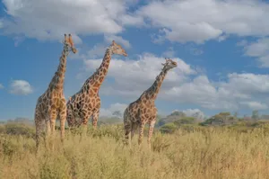 Three giraffes standing in an open grassland, captured in a wildlife reserve. jigsaw puzzle