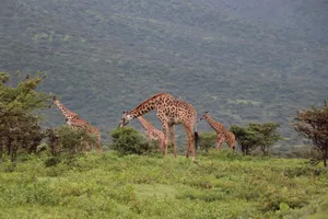 A group of giraffes grazing in the lush green savannah with rolling hills in the background. jigsaw puzzle