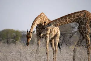Two giraffes grazing in the African savanna, surrounded by sparse vegetation and trees. jigsaw puzzle
