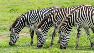 Three zebras grazing on lush green grass in the African savannah under daylight. jigsaw puzzle